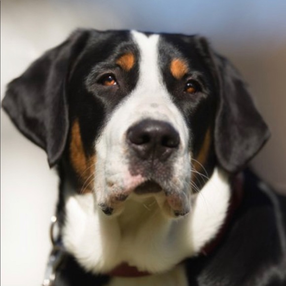 Meet your Posher, Jim - Picture 1 of 1